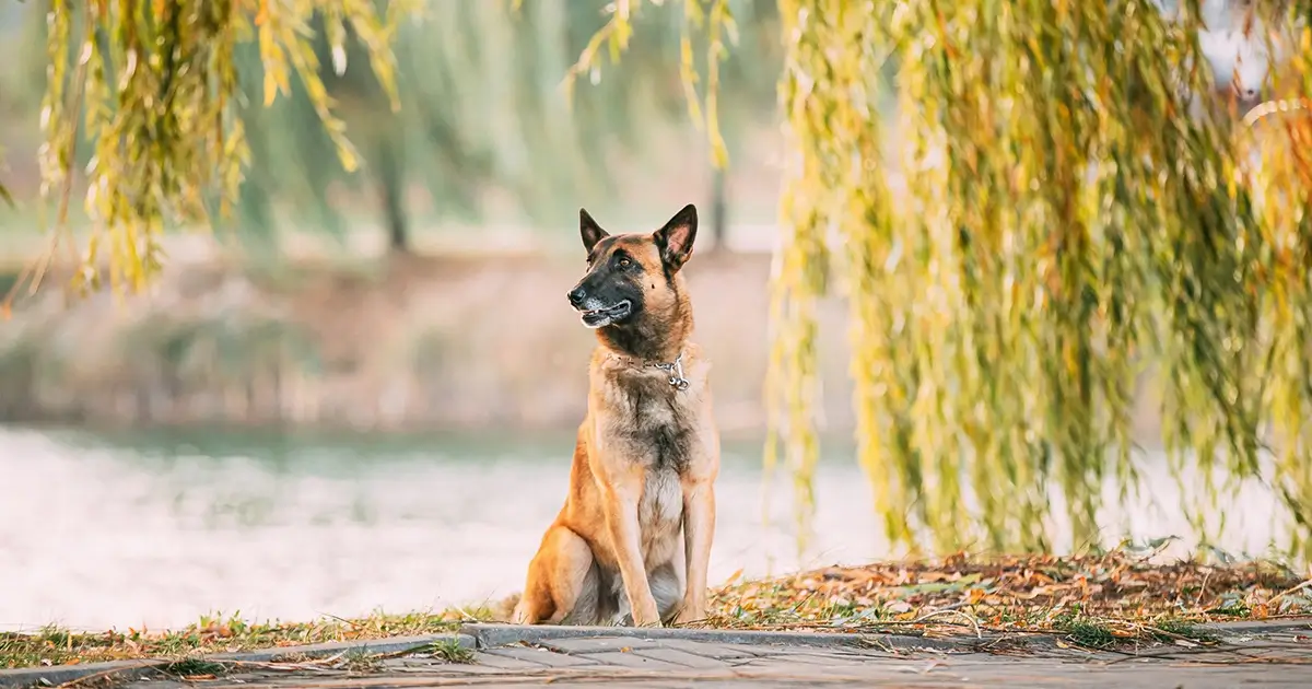 Dog looking away
